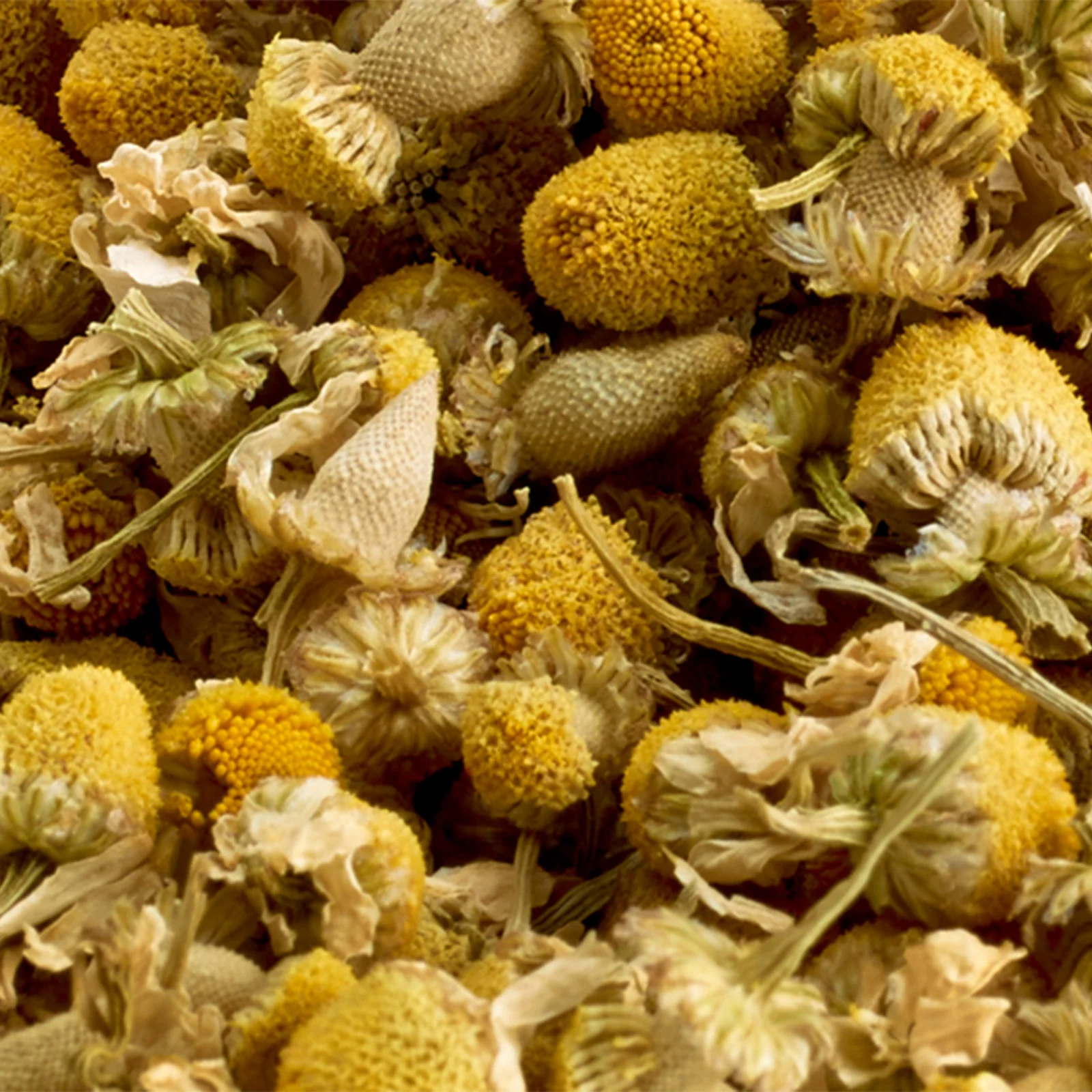 Whole Camomile Flowers - 50g Loose Leaf Tea - Image 6