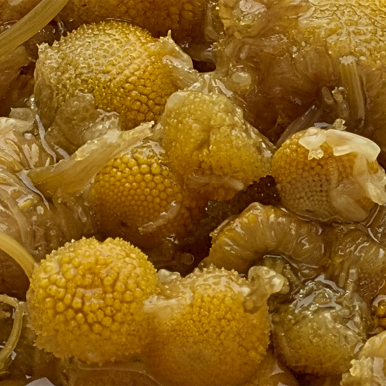 Whole Camomile Flowers - 50g Loose Leaf Tea - Image 9